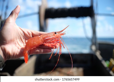 Large Prawn On Fishing Boat