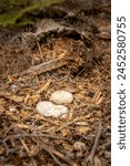 Large precious eggs found on the forest floor. Nest bowl made of sticks, bark, and pinecones to protect and warm the embryos. Species is Canada Goose (Branta canadensis), migratory waterfowl