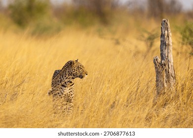 A large predator, the Leopard standing and looking around in dry grass during a golden hour in Savuti, Chobe National Park in Botswana