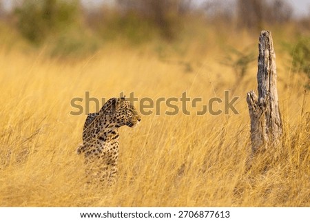 A large predator, the Leopard standing and looking around in dry grass during a golden hour in Savuti, Chobe National Park in Botswana