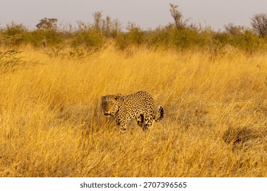 A large predator, the Leopard walking in dry grass during a golden hour in Savuti, Chobe National Park in Botswana