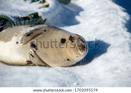 A large pregnant harp seal lays on a white bed of snow sunning itself. The wild animal is sleeping. It has grey fur with dark spots, light grey fur with dark spots, long whiskers, and flippers.