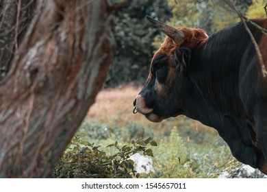 
A Large Profile Bull With A Nose Ring