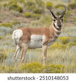 Large Pronghorn Antelope in Southern, Colorado. They are very fast animals. 