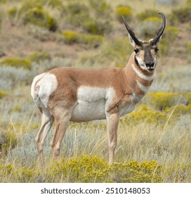 Large Pronghorn Antelope in Southern, Colorado. They are very fast animals.