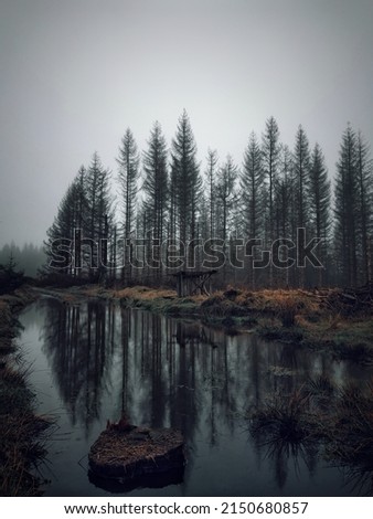 Large puddle in the dark forest with reflections of trees in the water.