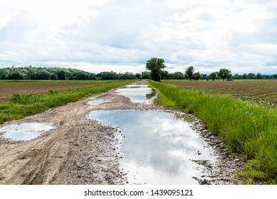 Large puddles on a dirt road that goes between cultivated fields on a cloudy day.
