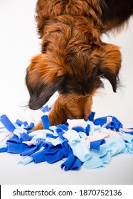 Large Puppy With Floppy Ears Sniffing For Treats In A Homemade Snuffle Mat