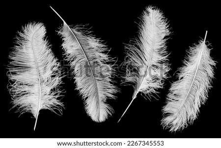 Large pure white ostrich feathers isolated on a plain black background