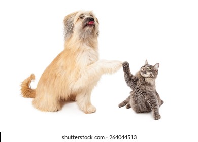 A Large Pyrenean Shepherd Dog And A Little Tabby Cat Lifting Their Paws To High Five