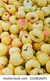 Large Quantity Of Apples From A Cidery