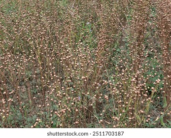 large quantity of flax plants