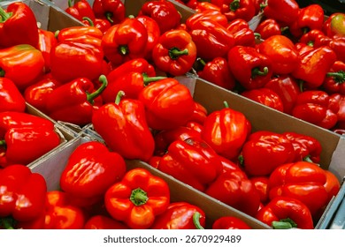 A large quantity of fresh red bell peppers arranged in cardboard boxes at a market or distribution center. Seasonal vegetables, farm-to-table, local produce, sustainable farming