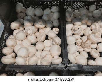 Large quantity of fresh white button mushrooms in a plastic crate at a market