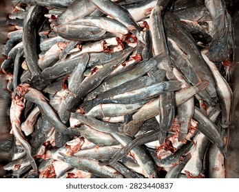 A large quantity of headless and cleaned small fish are piled together in a metal container for commercial processing or sale.
