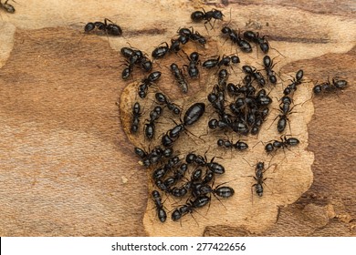 Large queen surrounded by smaller attendants of ant colony found under bark of firewood. Likely carpenter ants Camponotus pennsylvanicus.