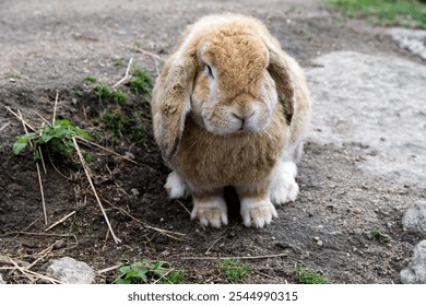 A large rabbit close to the camera