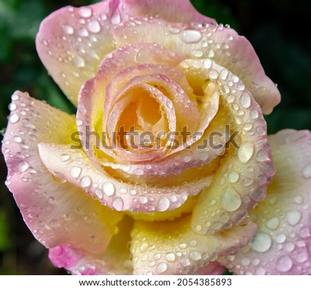 Large raindrops on the petals of a beautiful rose Gloria Dei. The rose of Peace, or Joy, or Madame A. Meyland, is a popular hybrid tea rose, the most famous variety.
