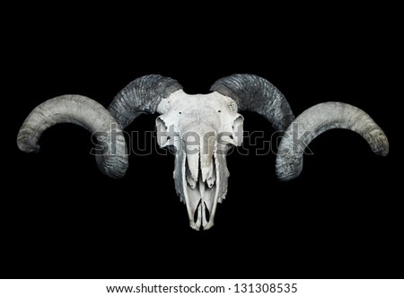 Large ram skull isolated on black
