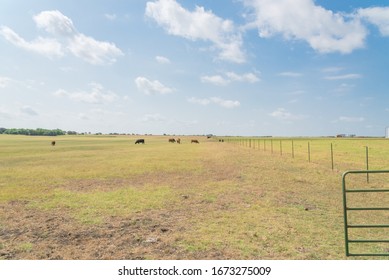 Large Ranch Farm With Metal Gate, Wire Fencing And Group Of Cows Grazing Grass On Prairie In Waxahachie, Texas, America. Pasture Raised Cattle Under Cloud Blue Sky At Farm Herding