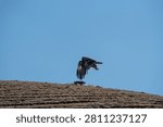 A large raptor, likely a common buzzard or steppe eagle, launches into flight from a dry alpine grassland ridge set against a clear, cloudless blue sky, with a second bird of prey visible resting on the ground below. The crisp midday light and stark contrast between the tawny hillside and open sky isolate the bird dramatically, capturing a rare moment of wildlife action in remote highland terrain. Available for editorial and commercial licensing.