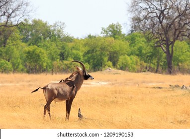 A Large Rare Roan Antelope Standing On The Dry Open African Plains With A Natural Bushveld Background And Pale Blue Sky. Hwange National Park, Zimbabwe