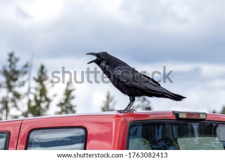 A large raven caws while perched atop a vehicle in Yellowstone.