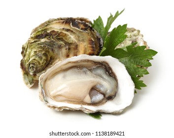 Large Raw Oyster