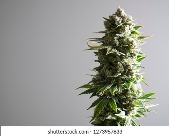 Large Recreational Cannabis Marijuana Plant Macro View Leaves Buds Crystals