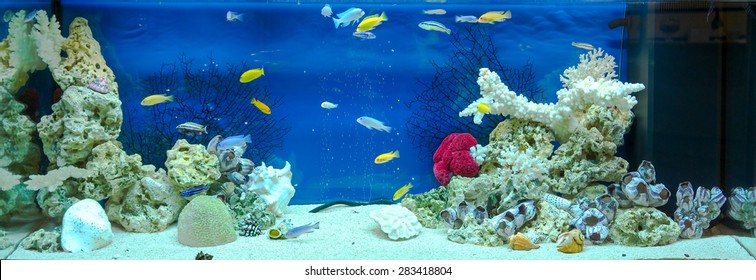 Large rectangular aquarium with tropical cichlids fish