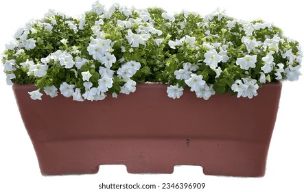 Large rectangular terra cotta pots planted with white Petunia