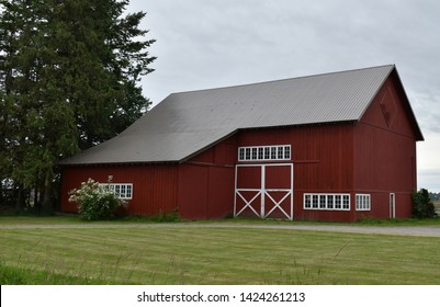 Large Red Bard With White Trim 