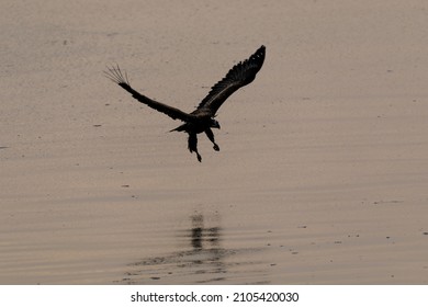 A Large Red Book Eagle Is Fishing In The Sea. Bird Of Prey Silhouette.