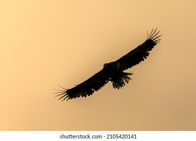 A Large Red Book Eagle Flies Against The Background Of A Golden Sky. Bird Of Prey Silhouette.