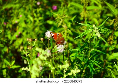 A Large Red Butterfly Peacock Eye Sits On A Pink Flower - In Focus. Wild Nature, Summer Landscape. Selective Focus. Wildflowers, Juicy Green Grasses, Hot Bright Summer. Wallpaper, Background, Postcard