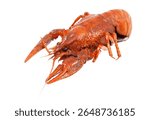 A large, red crawfish is shown on a white background. Concept of abundance and richness, as the crawfish is the main focus of the scene