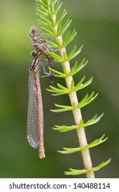 large red damselfly
