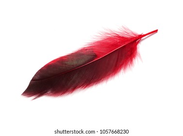 Large Red Feather Stock Photo 1057668230 | Shutterstock