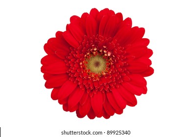 Large Red Flower With Petals Of Orange Gerbera On A White Background