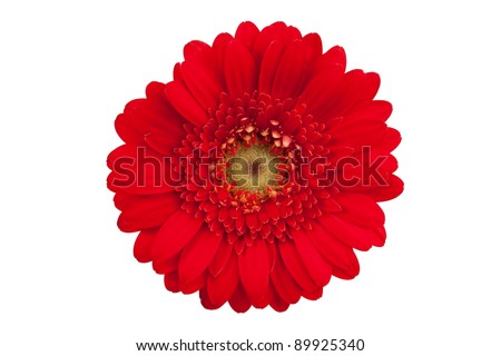 Large red flower with petals of orange gerbera on a white background
