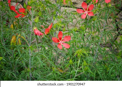 Large Red Flower Of Scarlet Rosemallow
