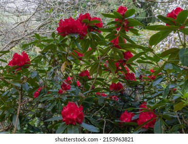 Large red flowers of the rhododendron halfdan lem