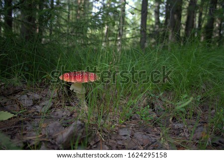 A large Red fly agaric (lat. Amanita muscaria) grew among the leaves and grass in a clearing in the forest. Red fly agaric (lat. Amanita muscaria) is a poisonous psychoactive mushroom.