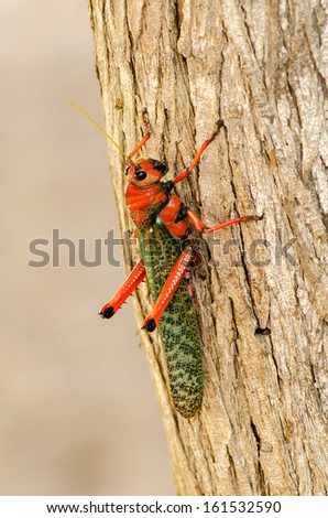 Similar – Green grasshopper on red couch, Guatemala