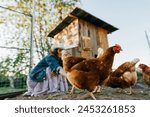 A large red hen close-up in a chicken coop while being fed by a female farmer. Eco-friendly lifestyle with free-range chicken feeding. Rural scene, organic farming