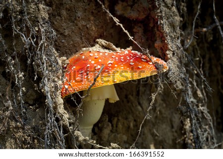 Image, Stock Photo Fly agaric on the forest path