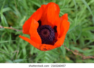 A large red poppy is open, a pistil is visible among the petals. The flower grows in a wild open field against a green blurred background of tall grass and several buds.