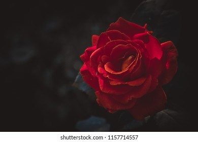 Large red rose
