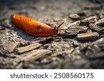 A Large red slug (Arion rufus), also known as the large Red Slug, Chocolate arion, and European red slug at Eifel National Park in North Rhine-Westphalia, Germany along a Trail