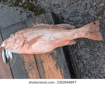 A large red snapper caught by a fisherman 
